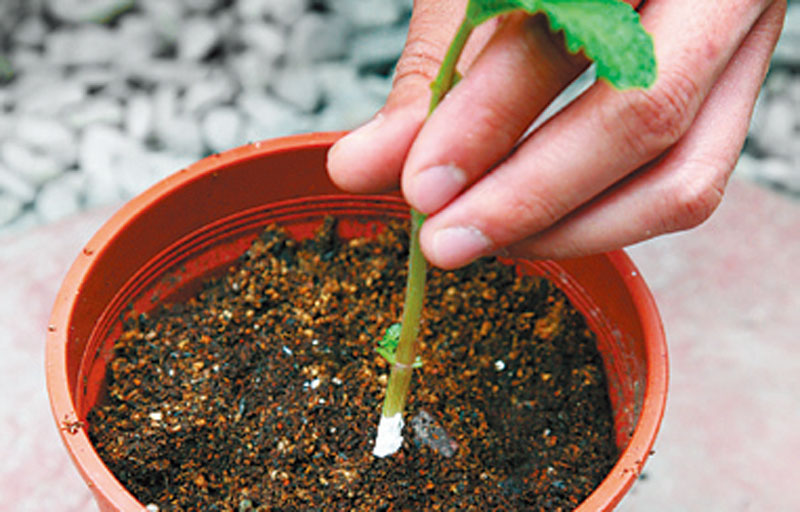 盆栽香草怎么養(yǎng) 盆栽香草怎么養(yǎng)