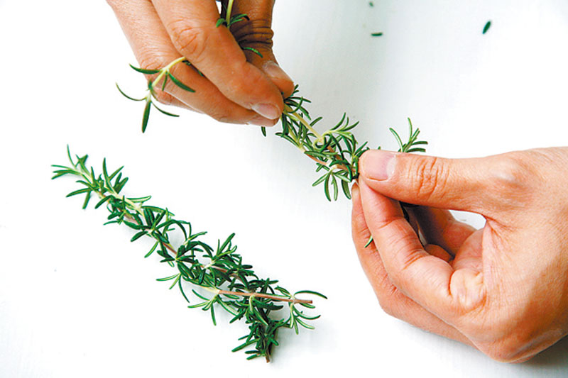 盆栽香草怎么養(yǎng) 盆栽香草怎么養(yǎng)