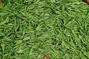 毛尖為什么有毛毛 茶樹嫩梢上面的茶毫 毛尖為什么有毛毛 茶樹嫩梢上面的茶毫