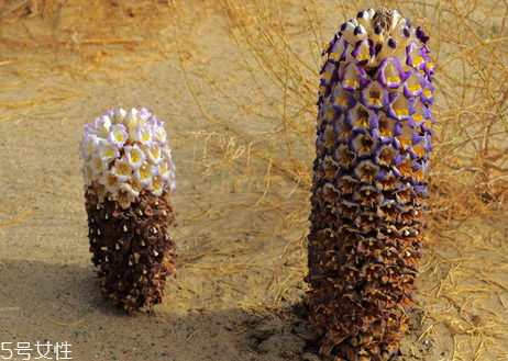 肉蓯蓉是涼性還是熱性 性質(zhì)溫和的補(bǔ)腎陽(yáng) 肉蓯蓉是涼性還是熱性 性質(zhì)溫和的補(bǔ)腎陽(yáng)