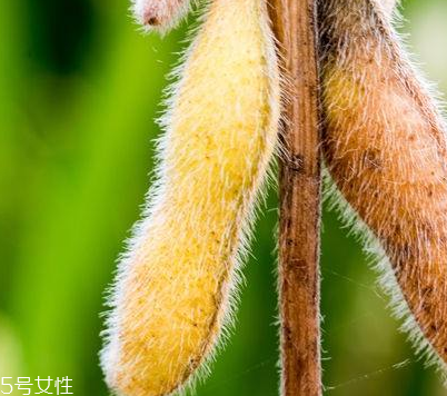 卵磷脂能治脫發(fā)嗎？有這個(gè)效果