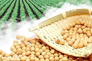 卵磷脂能和鈣一起吃嗎？分開服用為佳