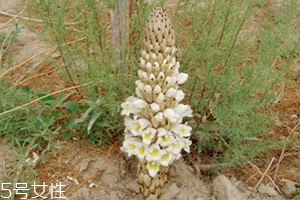 肉蓯蓉什么時(shí)候挖最好 分為春秋兩季 肉蓯蓉什么時(shí)候挖最好 分為春秋兩季