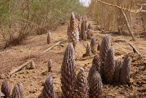 肉蓯蓉要吃多久有效果 一般半個(gè)月有很好的效果 肉蓯蓉要吃多久有效果 一般半個(gè)月有很好的效果