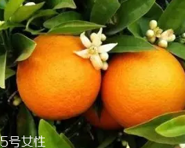 柑橘調(diào)香水好聞嗎？吃了這個(gè)大橘子