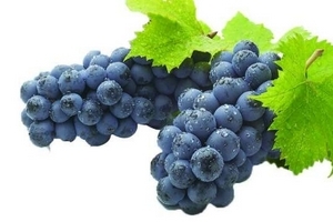 葡萄籽是什么味道？有點(diǎn)澀澀的