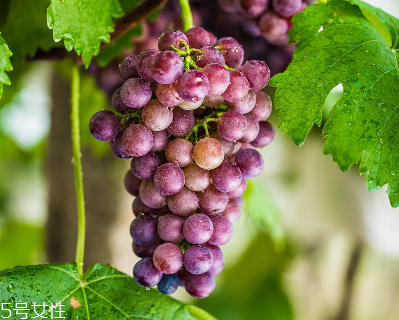 葡萄籽是什么味道？有點(diǎn)澀澀的