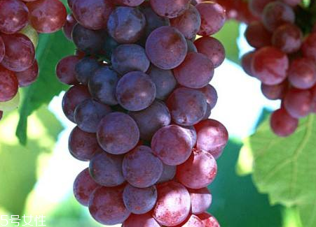 葡萄籽會影響月經(jīng)嗎？吃法正確就不會