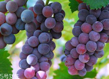 葡萄籽會推遲月經(jīng)嗎？一般不會