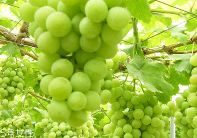 葡萄籽會推遲月經(jīng)嗎？一般不會