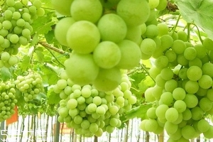 葡萄籽會(huì)上火嗎？正常是不會(huì)的