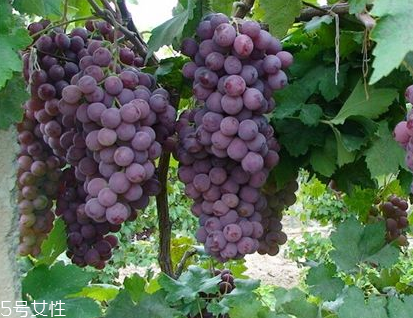 葡萄籽會(huì)上火嗎？正常是不會(huì)的