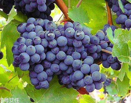 葡萄籽會(huì)上火嗎？正常是不會(huì)的