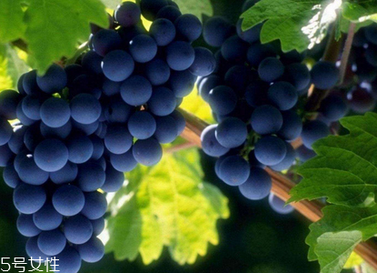 葡萄籽會(huì)長痘嗎？沒有這個(gè)情況