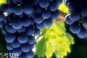 葡萄籽會發(fā)胖嗎？不會發(fā)胖
