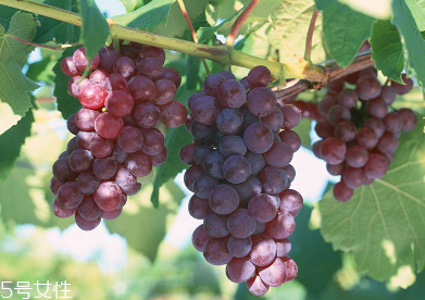 葡萄籽會(huì)便秘嗎？葡萄籽能緩解便秘