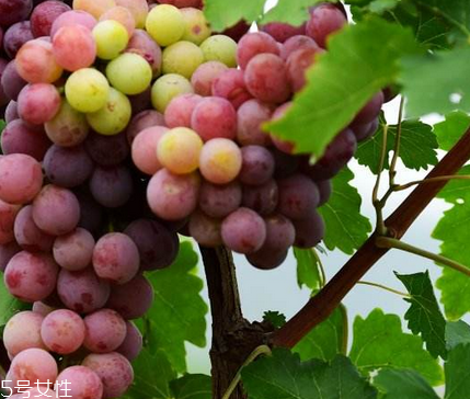 葡萄籽泡水喝有作用嗎？美容保健