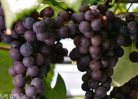 葡萄籽適合多大年齡吃？25歲女性必備