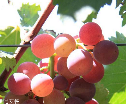 葡萄籽能去黃褐斑嗎？有一定效果