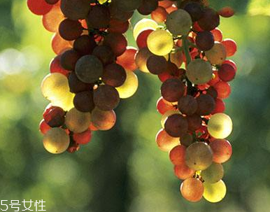 葡萄籽能長(zhǎng)期服用嗎？