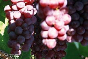 葡萄籽能直接嚼著吃嗎？不建議這樣吃