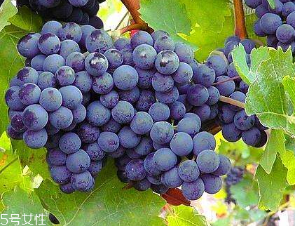 葡萄籽能直接嚼著吃嗎？不建議這樣吃