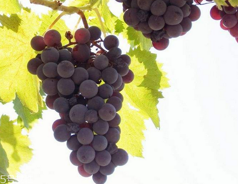 葡萄籽不能和什么一起吃？