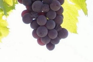 葡萄籽備孕期能吃嗎？備孕者禁服