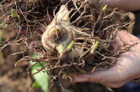 白芨多少錢(qián)一斤 價(jià)格行情