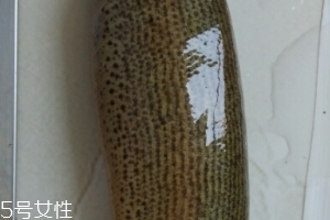 泥鰍是鯰魚嗎？泥鰍跟鯰魚不同