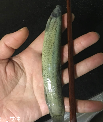 泥鰍會(huì)吃小魚嗎？這個(gè)是不會(huì)的