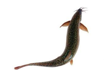 吃泥鰍要去內(nèi)臟嗎？建議去內(nèi)臟