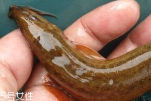 吃泥鰍會過敏嗎？一般不會