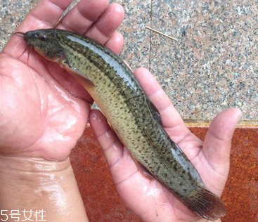 吃泥鰍會過敏嗎？一般不會