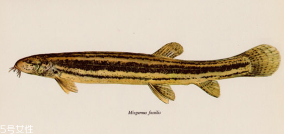 吃泥鰍會過敏嗎？一般不會