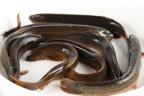 吃泥鰍會過敏嗎？一般不會