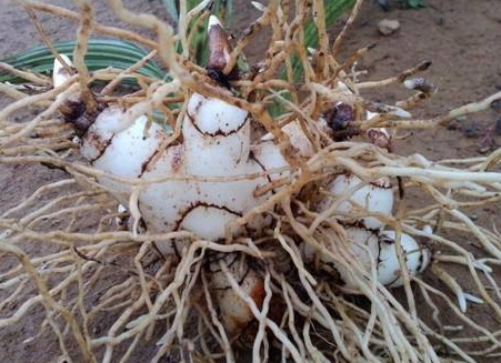 白芨能治胃病嗎 白芨治胃病的偏方 白芨能治胃病嗎 白芨治胃病的偏方