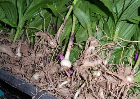 白芨能治胃病嗎 白芨治胃病的偏方 白芨能治胃病嗎 白芨治胃病的偏方