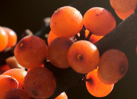 沙棘什么時(shí)候成熟 沙棘成熟時(shí)間 沙棘什么時(shí)候成熟 沙棘成熟時(shí)間