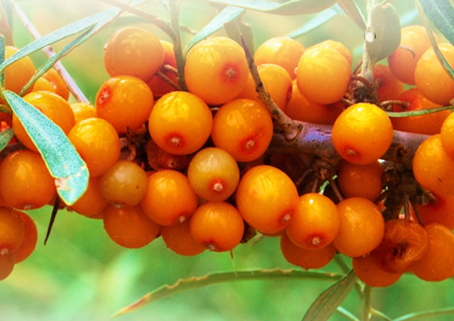 沙棘什么時(shí)候成熟 沙棘成熟時(shí)間 沙棘什么時(shí)候成熟 沙棘成熟時(shí)間