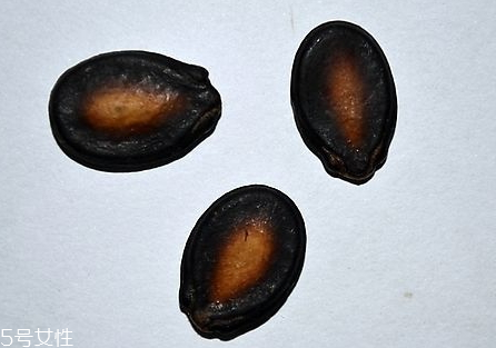 西瓜子和葵花籽哪個(gè)好 各有優(yōu)劣 西瓜子和葵花籽哪個(gè)好 各有優(yōu)劣