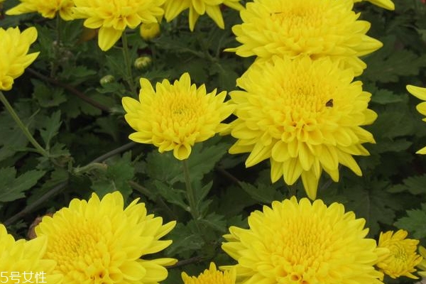 在家做面膜的簡單方法 變不美算我輸 在家做面膜的簡單方法 變不美算我輸