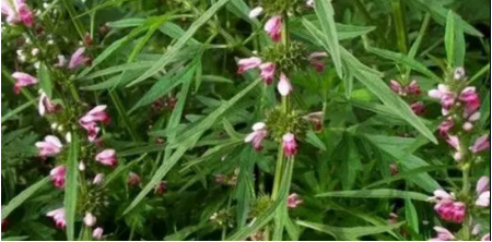 益母草有什么功效和作用禁忌 女人吃益母草的好處 益母草有什么功效和作用禁忌 女人吃益母草的好處