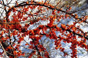 沙棘什么時(shí)候成熟 沙棘成熟時(shí)間 沙棘什么時(shí)候成熟 沙棘成熟時(shí)間