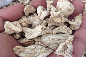 白芨可以泡酒嗎 白芨泡酒技巧 白芨可以泡酒嗎 白芨泡酒技巧