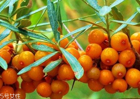 沙棘可以泡酒嗎 沙棘泡酒步驟 沙棘可以泡酒嗎 沙棘泡酒步驟