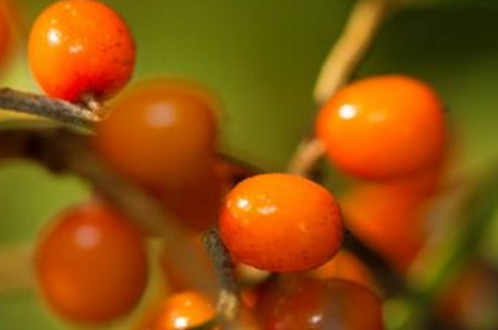 沙棘茶什么時(shí)候喝最好 沙棘茶的飲用最佳時(shí)間 沙棘茶什么時(shí)候喝最好 沙棘茶的飲用最佳時(shí)間