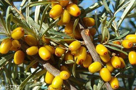 沙棘茶可以空腹喝嗎 沙棘茶的喝法 沙棘茶可以空腹喝嗎 沙棘茶的喝法