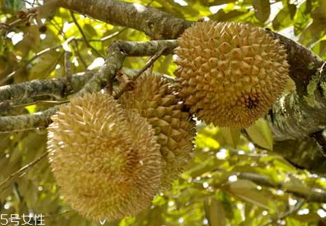 馬來(lái)西亞榴蓮是幾月 馬來(lái)西亞榴蓮成熟時(shí)間 馬來(lái)西亞榴蓮是幾月 馬來(lái)西亞榴蓮成熟時(shí)間