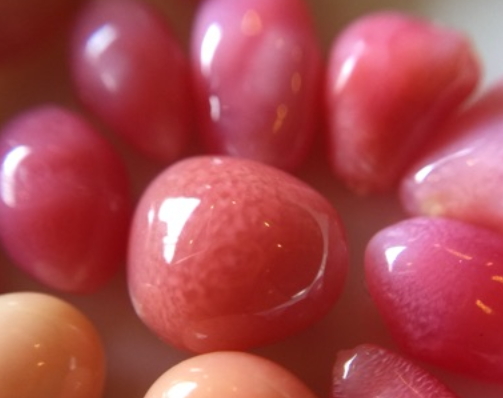 海螺珍珠價格多少錢一顆？海螺珍珠市場行情